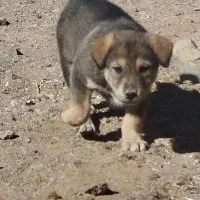 توله سگ پژدر