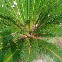 فروش گل سیکاس|گل و گیاه طبیعی|رشت, حومه رشت|دیوار