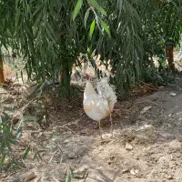 خروس دوساله