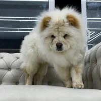 سگ چاو چاو اصیل وارداتی