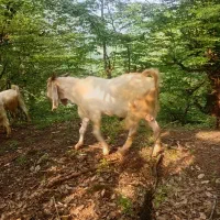 بز نر دوسال