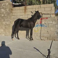 کره نریون|اسب و تجهیزات اسب‌سواری|بهبهان, |دیوار