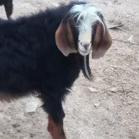 بزغاله پارسال|حیوانات مزرعه|ایلام, |دیوار