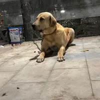 سگ عراقی|سگ|تبریز, |دیوار