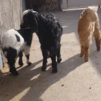 بزغاله نر خرج خوره