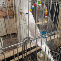 عروس پاریس زینتی حمیدیه