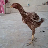 مرغ و خروس لاری|حیوانات مزرعه|پیشوا, |دیوار