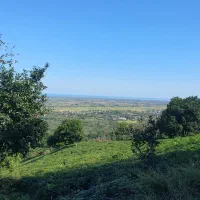 باغ-چای