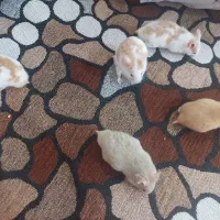 همستر های بامزه|موش و خرگوش|شیراز, دشت چنار|دیوار