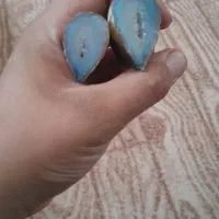 دوتا سنگ بی نظیر
