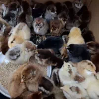 جوجه محلی|حیوانات مزرعه|اسفراین, |دیوار