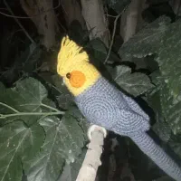 عروس هلندی بافتنی