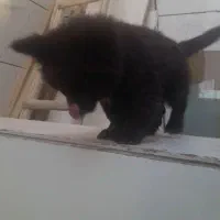 سگ چاوچاو قیمت ۱۵ تومان|سگ|اصفهان, بهارستان|دیوار