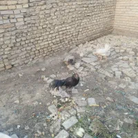 مرغ خروس اردک