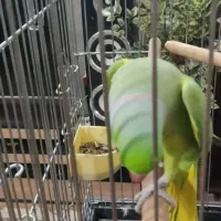 طوطی ملنگو فول دستی سخنگو|پرنده|برخوار, |دیوار