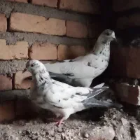 کبوتر تهرانی|پرنده|اهر, |دیوار