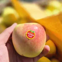 سیب گلدن و رد|عمدهفروشی|سمیرم, |دیوار