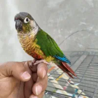 گرینچیک فول اهلی جفت عروس هلندی