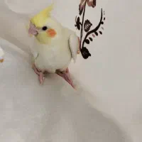 لوتینوچشم شرابی|پرنده|یزد, |دیوار