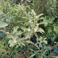 پسته، گردو، بادام پایه رویشی