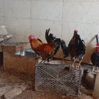 خروس گلین از نژاد خالص