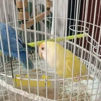 کوتوله برزیلی با قفس مفت کاملا دستی