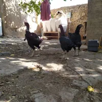 یک ست لاری دانگ بالا سلامت|حیوانات مزرعه|هشتگرد, خور|دیوار