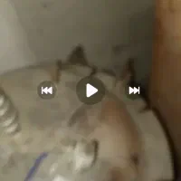 یک دستگاه تمام اتوماتیک برقی جهت عرقیجات|فروشگاه و مغازه|کاشان, باغ ماجد|دیوار