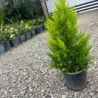 فروش کاج لاوسون سطل ده