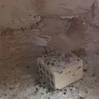 نروماده زرد|پرنده|خمینی‌شهر, |دیوار