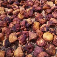 خرید فروش انواع انجیر