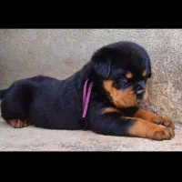 واگذاری سگ توله روتوایلر اصیل نگهبان|سگ|کرمان, |دیوار