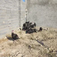 بوقلمون محلی نر وماده