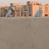 کبوتر کفتر|پرنده|شاهین‌شهر, شهرک گلدیس|دیوار