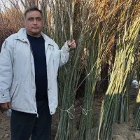 فروش انواع نهال های پیوندی و صنوبر ترکیه نیگرا