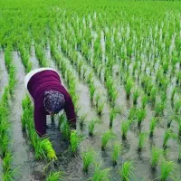 مزرعه برنج بیجار