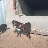 پازند دو رگ نژدی تخمی۲ساله|حیوانات مزرعه|دوگنبدان, |دیوار