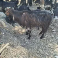 بزدرشت وهیکلی