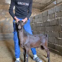 نر بز مورسیا