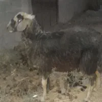 بره نر