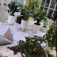 باغبان سیار به تمام نقاط تهران فقط یک تماس|خدمات باغبانی و درختکاری|تهران, سعادت‌آباد|دیوار