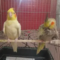 عروس‌ هلندی جفت باقفس