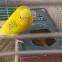 مرغ عشق خوشرنگ|پرنده|بوئین زهرا, |دیوار