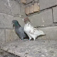 کبوتر زوردار