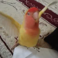 طوطی برزیلی