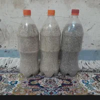 بذر کشاورزی