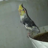عروس هلندی با قفس