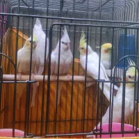 عروس هلندی