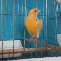 قناری سوپر نر کشیده شلاقی بخون.پرتقالی