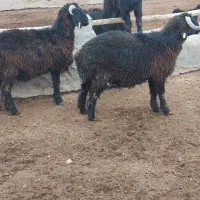 بره نرقلمه|حیوانات مزرعه|کربال, |دیوار